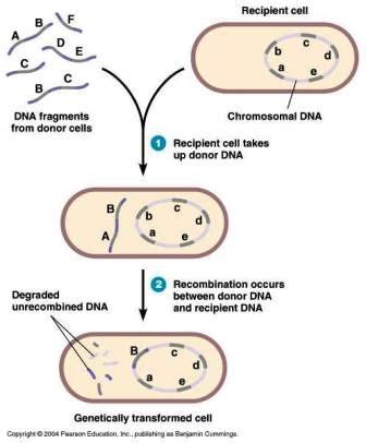 Transformation In Bacteria Ppt