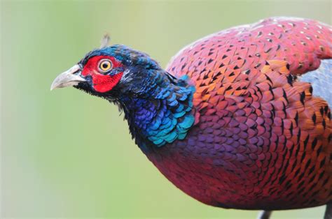 Фазан (лат. Phasianus colchicus), фотографии фазанов
