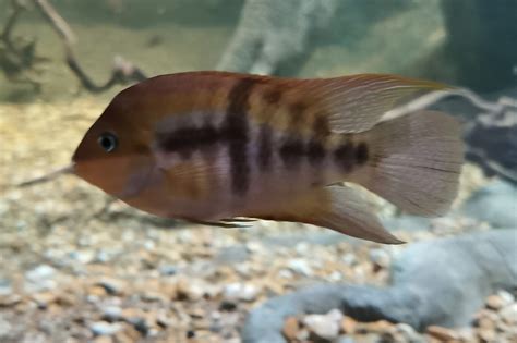 Sajica Cichlid Amatitlania Sajica Zoochat