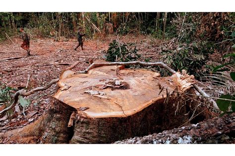 A Global Crisis, Wildlife Populations Plunge by 73% in 50 Years