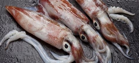 Выбор и хранение кальмаров