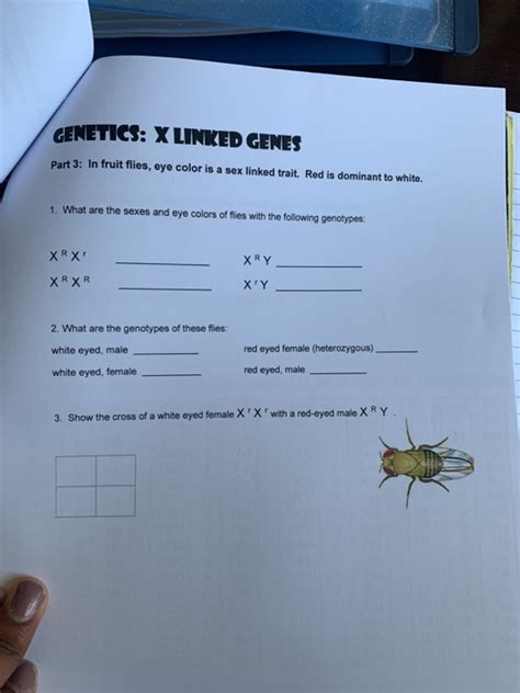 Solved Genetics X Linked Genes Part 3 In Fruit Flies Eye