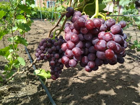 Невеста — Виноградник Дашевских