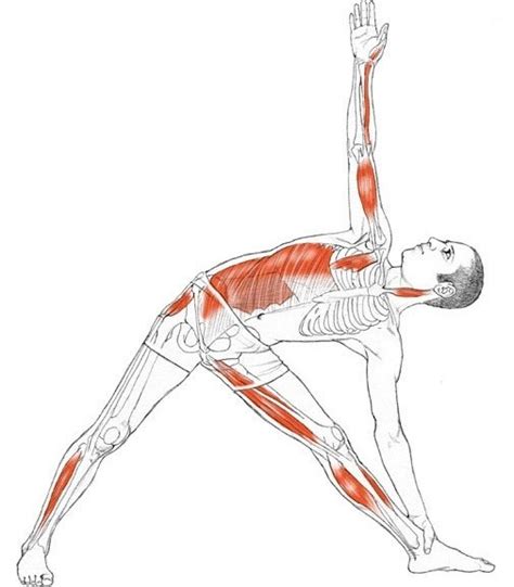 Utthita Trikonasana