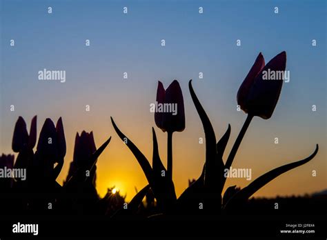 Sunrise Behind Tulips Stock Photo Alamy