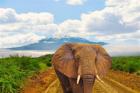 Elephants And Mount Kilimanjaro In Amboseli National Parkonal Park
