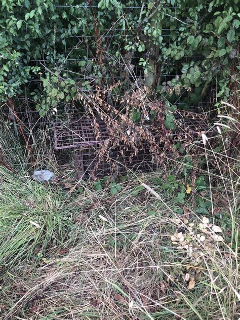 Stop the cull - The intensive 6 week cull is well underway... | Facebook