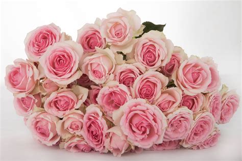 Dinara – Flora Times