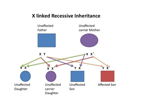 File X Linked Recessive Diagram Embryology