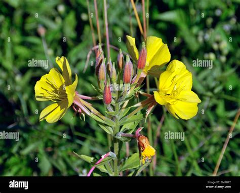 Oenotheraceae Hi Res Stock Photography And Images Alamy