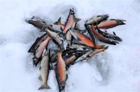 Fishing Action Getting Hot At Dillon Reservoir The Denver Post