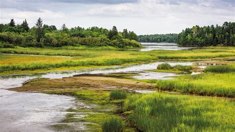 world wetlands day  wetlands international