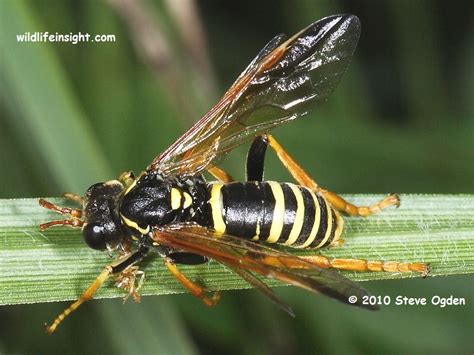 Identification of Sawfly caterpillars on garden plants, shrubs, trees, flowers and fruits ...