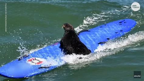 Grand Theft Otter Surfboard Stealing Sea Otter May Be In Danger Are