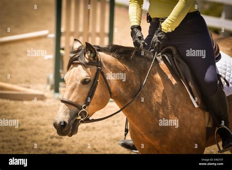 horse  ridden stock photo alamy