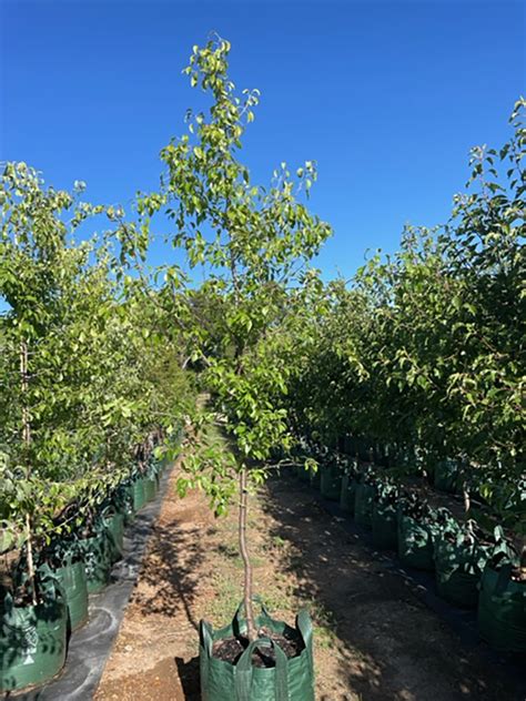 pyrus nivalis freshford nurseries