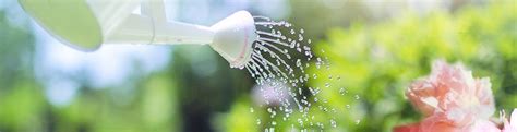 Watering your garden during Level 2 Sydney Water Restrictions | Flower