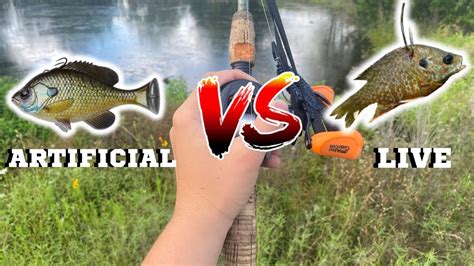 Live Bait Vs Artificial Lures Which Catches More Fish Youtube