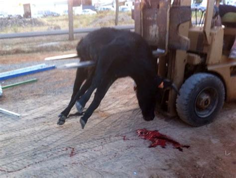 Vecinos De Puerto L Pice Califican De Brutalidad El Sacrificio Y