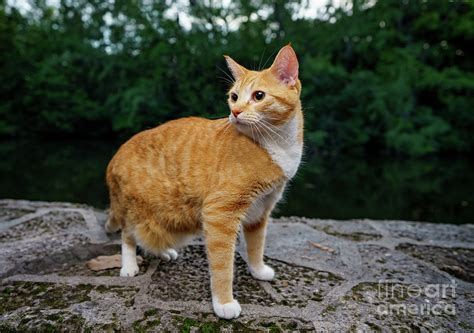 Image Of A Domestic Shorthair Orange Tabby Cat Posing Outdoors In The