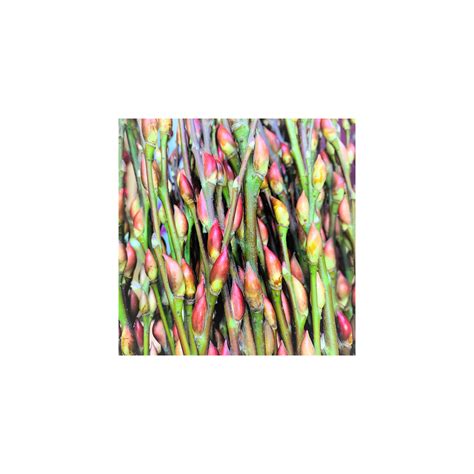 TAIWAN Pussy Willow 银柳 UNPEELED