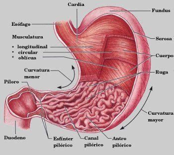 Curso De Anatom A Ii Configuraci N Interna Y Anat Mica Del Est Mago