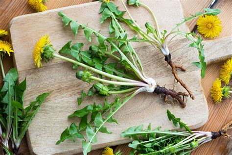 Can You Eat Dandelions Benefits Root To Fluff Countryside