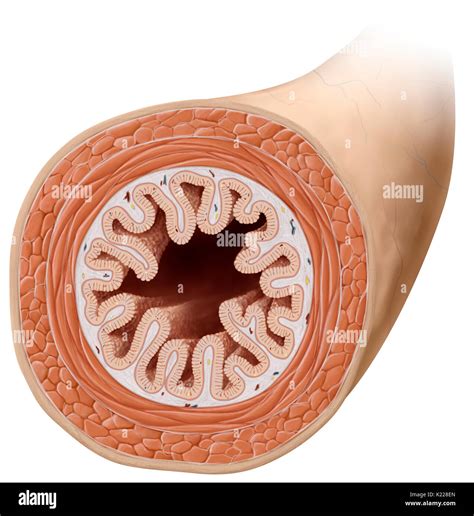 Small Intestine Anatomy Layers