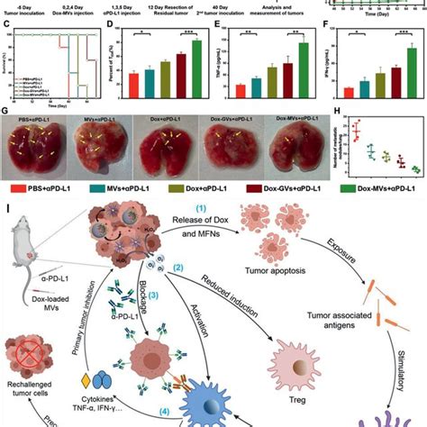 Dox‐mvs‐mediated Synergistic Chemoimmunotherapy In 4t1 Tumor‐bearing Download Scientific