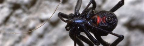 Black Widow Spider | Spider Facts and Information