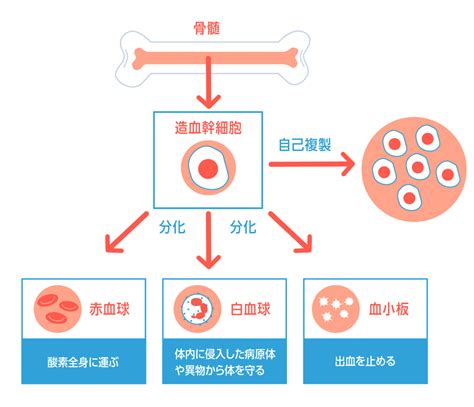 造血幹細胞移植 Start To Be