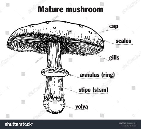 mushroom structure mushroom anatomy biology diagram