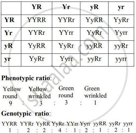 Identify the genotypic ratio obtained in a Mendelian dihybrid cross ...