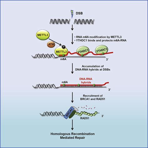 Mettl3 And N6 Methyladenosine Promote Homologous Recombination Mediated