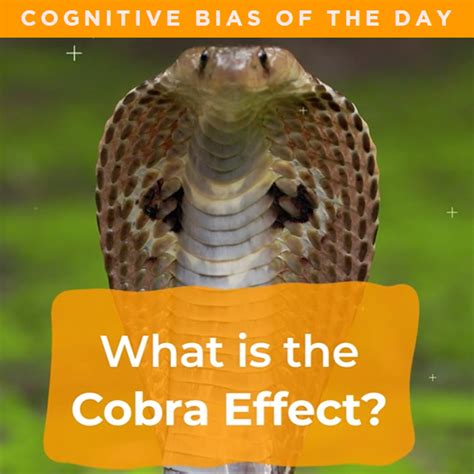 Cobra Effect - Graeme Newell