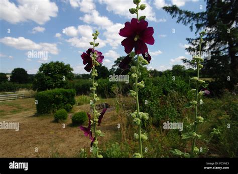 Garden Fence With Hollyhocks Hi Res Stock Photography And Images Alamy