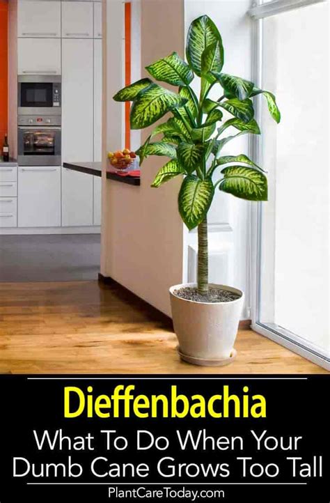 Dieffenbachia Propagation Tips For Rooting Dumb Cane Plants