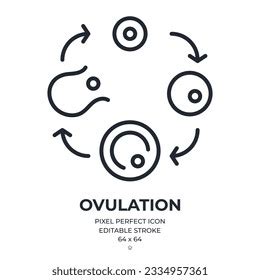 ovulation process vector  images pictures shutterstock