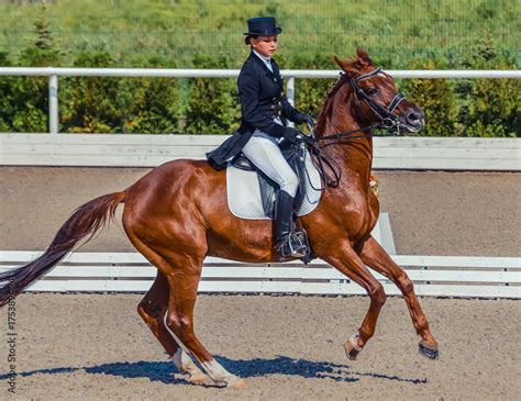 Elegance in Motion: The Art of Equestrian Dressage