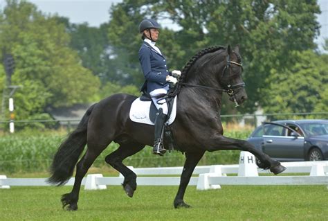 SES Stallion: Bartele 472, Friesian, Frozen Semen Equine Semen