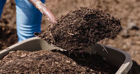 How To Add Compost To Soil The Right Way