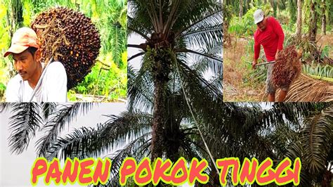 Panen Sawit Pokok Tinggi Buah Besar Besar Youtube