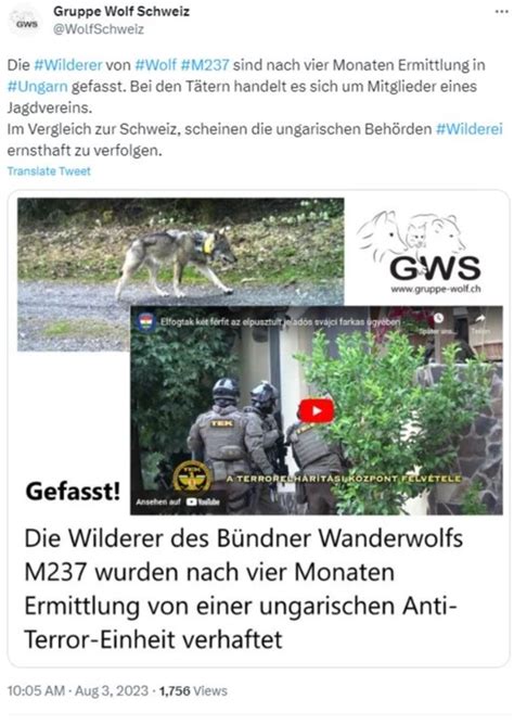 Wolf Sch Tzer Jubeln Ber Harte Wilderei Verfolgung In Ungarn Nau Ch