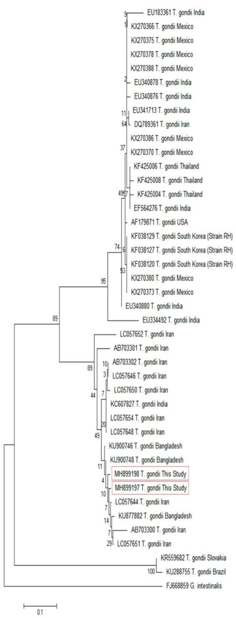 Phylogenetic Relationship Among Various Toxoplasma Gondii Isolates To Download Scientific