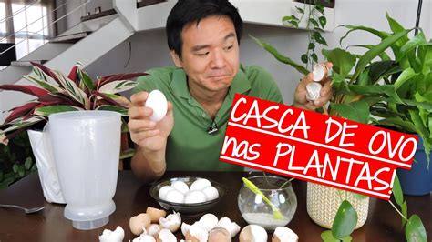 O Que A CASCA DE OVO Faz Nas Suas Plantas YouTube