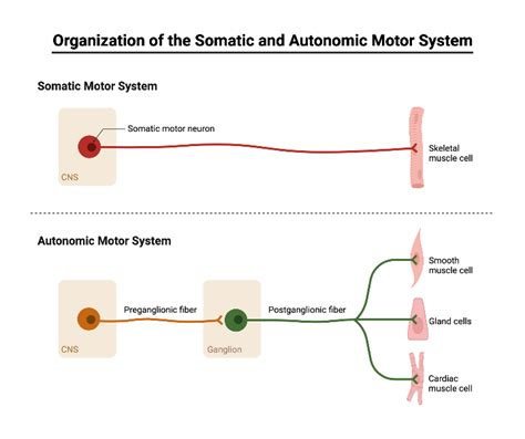 Organization Of The Somatic And Autonomic Motor System Biorender