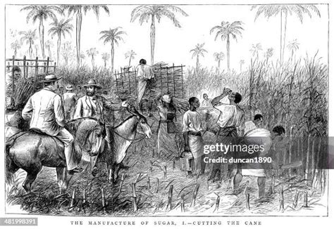 Slaves Plantations Photos And Premium High Res Pictures Getty Images