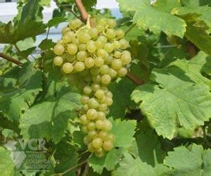 Glera (grape) - Alchetron, The Free Social Encyclopedia