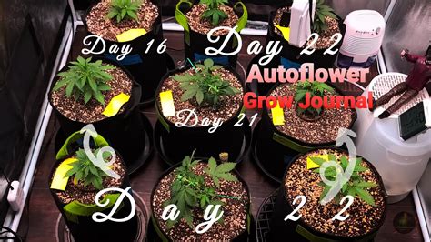 Autoflower Grow Journal Lst Lst See All About It How I Start My Lst Method Youtube