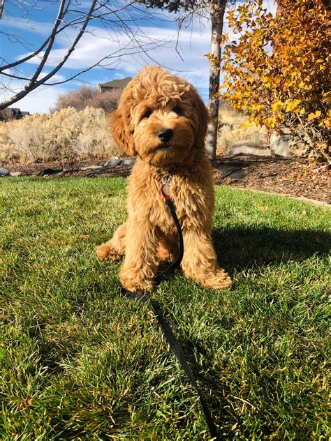 Mini Goldendoodles For Sale, F1b & F1bb | Golden Point Puppies